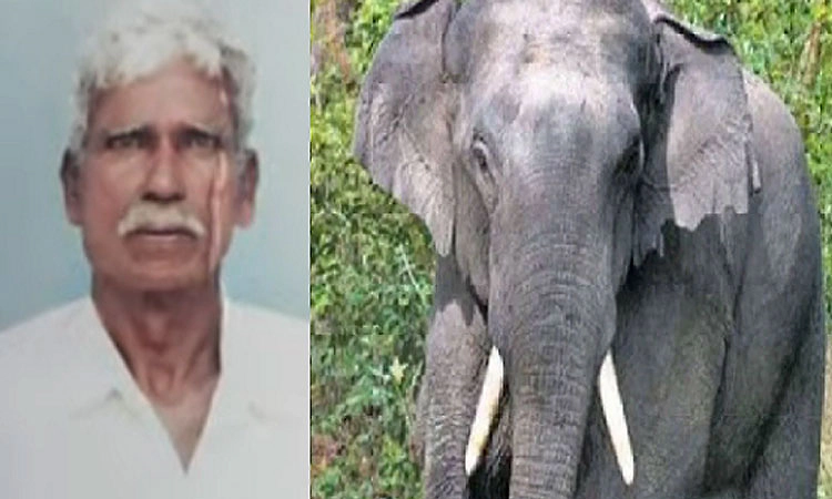 ಬಹಿರ್ದೆಸೆಗೆ ತೆರಳಿದ್ದ ವೃದ್ಧ ಕಾಡಾನೆ ದಾಳಿಗೆ ಬಲಿ