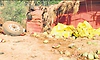 Watermelons scattered on road after lorry overturns near Doddaballapur