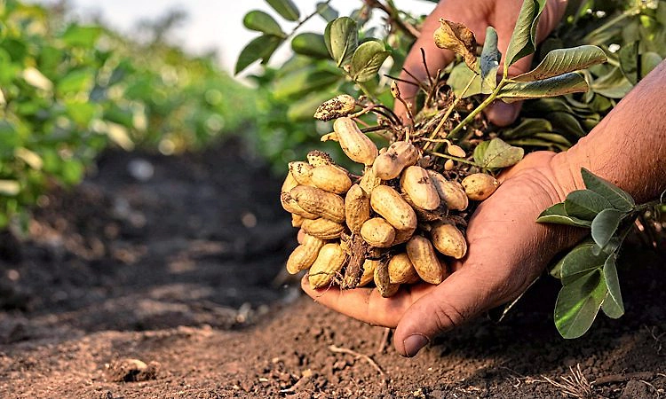 Kota: ಉಡುಪಿ ಜಿಲ್ಲೆಗೆ ಸೂಕ್ತ ಶೇಂಗಾ ತಳಿ ಶೋಧ
