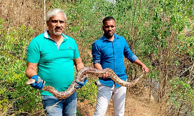 Yelandur; ಕಬಿನಿ ಕಾಲುವೆಗೆ ಬಂದ ಭಾರಿ ಗಾತ್ರದ ಹೆಬ್ಬಾವು ರಕ್ಷಣೆ