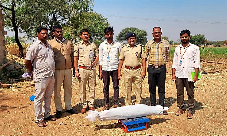 Kanakagiri: ಅಬಕಾರಿ ಅಧಿಕಾರಿಗಳ ದಾಳಿ; 1.35 ಲಕ್ಷ ರೂ., ಬೆಲೆಯ ಗಾಂಜಾ ಬೆಳೆ ವಶ