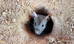 1,700 Rat Fever cases in Coastal Karnataka over 3 years!