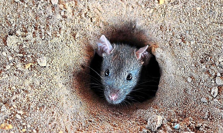 1,700 Rat Fever cases in Coastal Karnataka over 3 years!