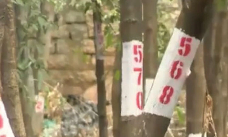 Plan to cut 575 trees for ‘Reshme Bhavan’ in Bengaluru sparks objections