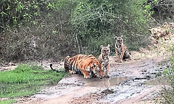 Bandipur: ಗುಂಡಿಯಲ್ಲಿದ್ದ ನೀರು ಕುಡಿದ ತಾಯಿ-ಎರಡು ಮರಿ ಹುಲಿಗಳು