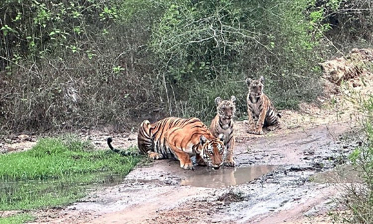 Bandipur: ಗುಂಡಿಯಲ್ಲಿದ್ದ ನೀರು ಕುಡಿದ ತಾಯಿ-ಎರಡು ಮರಿ ಹುಲಿಗಳು