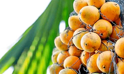 ಅಡಿಕೆ ಧಾರಣೆಯಲ್ಲಿ ಗೊಂದಲ; ದಾಸ್ತಾನು ಪದ್ಧತಿಗೆ ಧಕ್ಕೆ