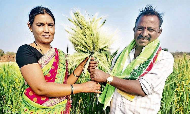 ಗೋಧಿಯ ಅಚ್ಚರಿ ಲೋಕ: 40 ಬಗೆಯ ಗೋಧಿ ಬೆಳೆದ ಚಂದ್ರಪ್ಪ