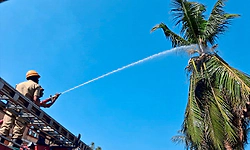 Udupi: ತೆಂಗಿನ ಮರದಲ್ಲಿ ಆಕಸ್ಮಿಕ ಬೆಂಕಿ