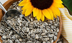 Centre okays sunflower seed procurement in K'taka, extends purchase window for gram in Maha