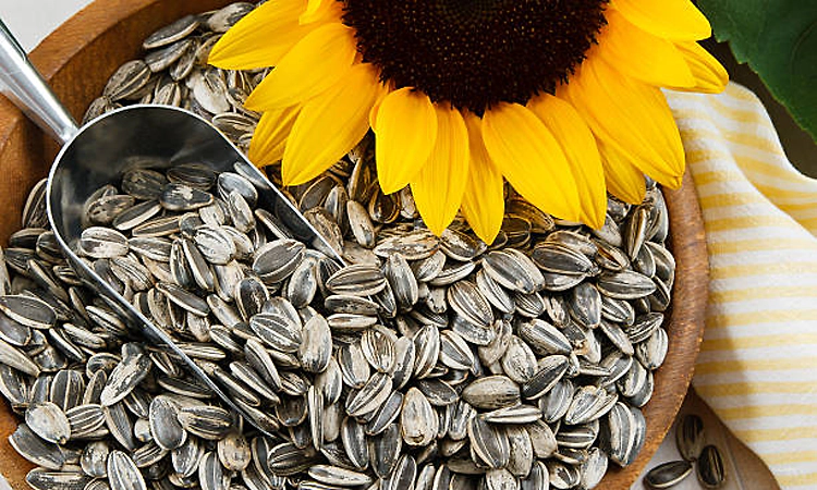 Centre okays sunflower seed procurement in K'taka, extends purchase window for gram in Maha