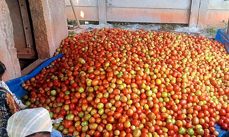 ಬಿಸಿಲ ಹೊಡೆತಕ್ಕೆ ಟೊಮೆಟೊ ಬೆಲೆ ಗಗನಕ್ಕೆ