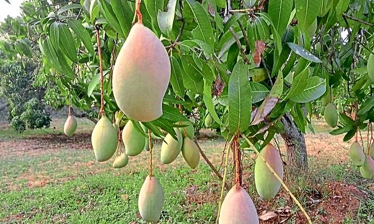 Chikkaballapura: ಜಿಲ್ಲೆಯ ಮಾವಿಗೆ ಇರಾನ್, ಇಸ್ರೇಲ್ ಯುದ್ಧದ ಭೀತಿ!