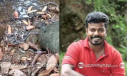 Belthangady: ನಾಗರಹಾವಿನ 16 ಮೊಟ್ಟೆಗಳಿಗೆ ಕೃತಕ ಕಾವು; ಮರಿಗಳ ರಕ್ಷಣೆ