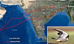 ಪುಟ್ಟ ಗಿಡುಗದಿಂದ 95 ಗಂಟೆ, 4750 ಕಿ.ಮೀ. ಪ್ರಯಾಣ!