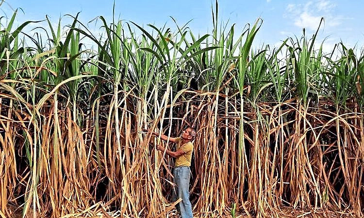ಕ್ವಿಂಟಲ್‌ಗೆ ಕಬ್ಬಿಗೆ 10 ರೂ. ನ್ಯಾಯಯುತ ಬೆಲೆ ಹೆಚ್ಚಳ