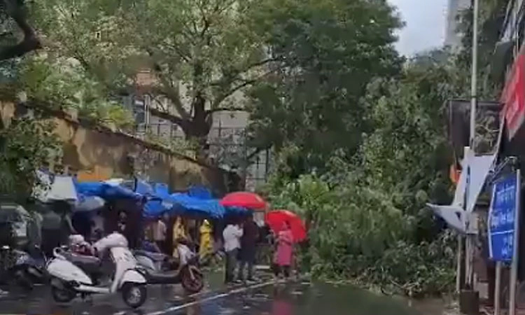 ಮುಂಬೈನಲ್ಲಿ ಮುಂದುವರಿದ ವರುಣನ ಆರ್ಭಟ: ಅಂಗಡಿ ಮೇಲೆ ಉರುಳಿಬಿದ್ದ ಮರ; ವೃದ್ಧ ಸಾವು!