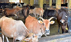 Udupi: ನೀಲಾವರ ಗೋಶಾಲೆ ಟ್ರಸ್ಟ್ ನಿಂದ ವಜಾ