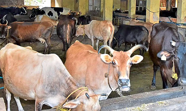 Udupi: ನೀಲಾವರ ಗೋಶಾಲೆ ಟ್ರಸ್ಟ್ ನಿಂದ ವಜಾ