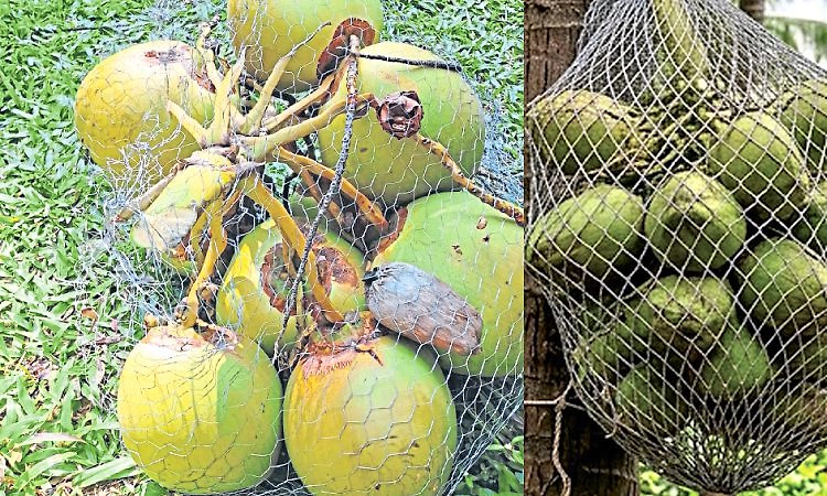 Vitla: ಮಂಗಗಳ ಹಾವಳಿ ತಪ್ಪಿಸಲು ಸರಿಗೆ ಬಲೆ ಪ್ರಯೋಗ