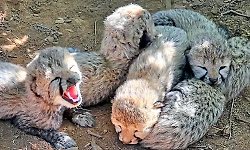 India's cheetah population grows: Cheetah gives birth to five cubs at Kuno
