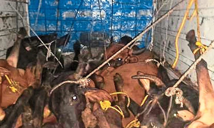 ಬಲ್ನಾಡು: ಹಿಂಸಾತ್ಮಕ ರೀತಿಯಲ್ಲಿ ಗೋ ಸಾಗಣೆ; ಪ್ರಕರಣ ದಾಖಲು