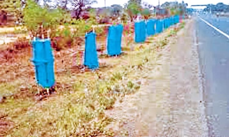 Mangaluru forest department to plant 4,000 fruit-bearing trees along highways and major roads
