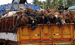 ಗೋವು ಕಳ್ಳ ಸಾಗಣೆ ವಾಹನ ವಾಪಸಿಗೆ ‘ಬ್ಯಾಂಕ್ ಗ್ಯಾರಂಟಿ’ ಕೊಡಬೇಕಿಲ್ಲ!