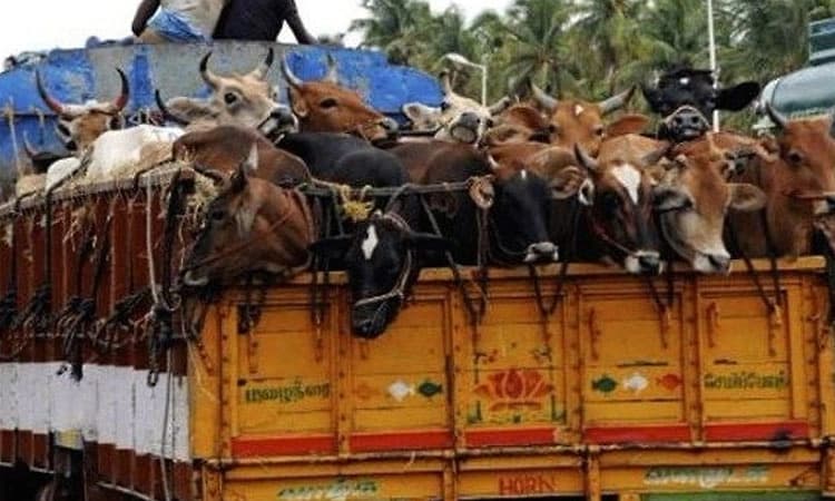 ಗೋವು ಕಳ್ಳ ಸಾಗಣೆ ವಾಹನ ವಾಪಸಿಗೆ ‘ಬ್ಯಾಂಕ್ ಗ್ಯಾರಂಟಿ’ ಕೊಡಬೇಕಿಲ್ಲ!