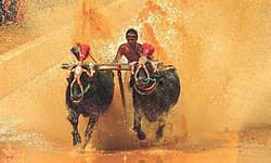 ಕಂಬಳ ಓಟಕ್ಕೆ ಜಿಲ್ಲಾಡಳಿತ'ದ ಹದ್ದಿನ ಕಣ್ಣು !; 'ಮೈಕ್‌' ಬಹುತೇಕ ಬಂದ್‌!