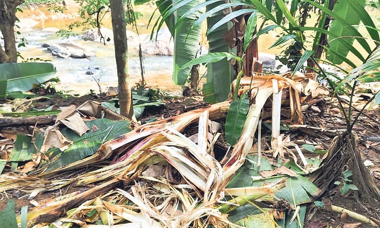 ಕಾವು/ಹತ್ಯಡ್ಕ: ಕಾಡಾನೆಗಳಿಂದ ತೋಟಗಳಿಗೆ ಹಾನಿ