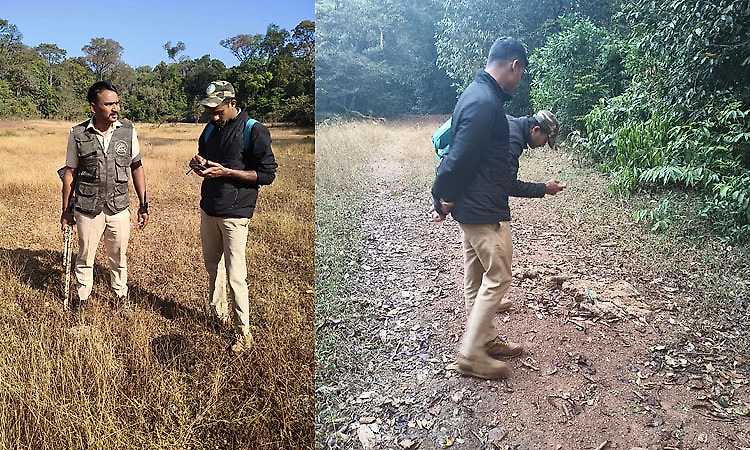 Tiger census begins in Karkala–Kudremukh forest ranges