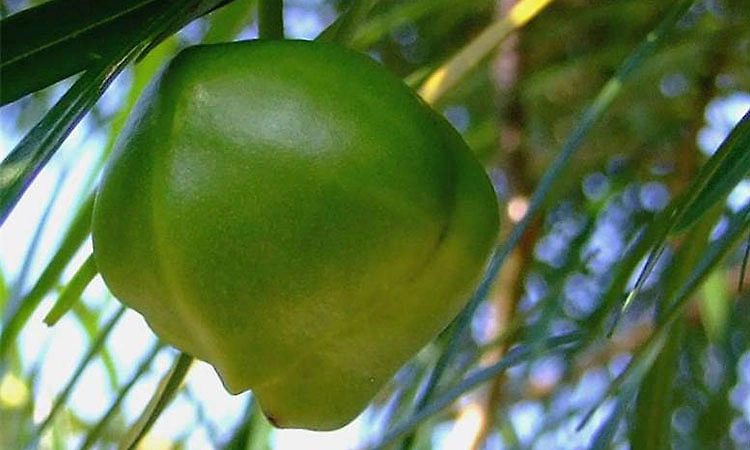 UP: Three children die after consuming poisonous fruit