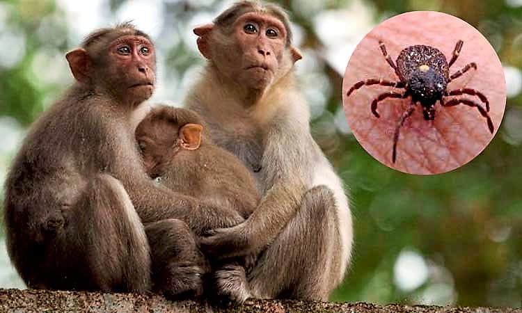 Chikkamagaluru: ಕಾಫಿನಾಡಿನಲ್ಲಿ ಮತ್ತೊಂದು ಕೆಎಫ್‌ಡಿ ಪ್ರಕರಣ ಪತ್ತೆ