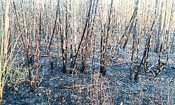 Dharwad: ಬೆಂಕಿಯ ಕೆನ್ನಾಲಿಗೆಗೆ 20 ಎಕರೆ ಕಬ್ಬಿಗೆ ಹಾನಿ: ಮಾವಿನ ಮರಗಳಿಗೂ ಹಾನಿ