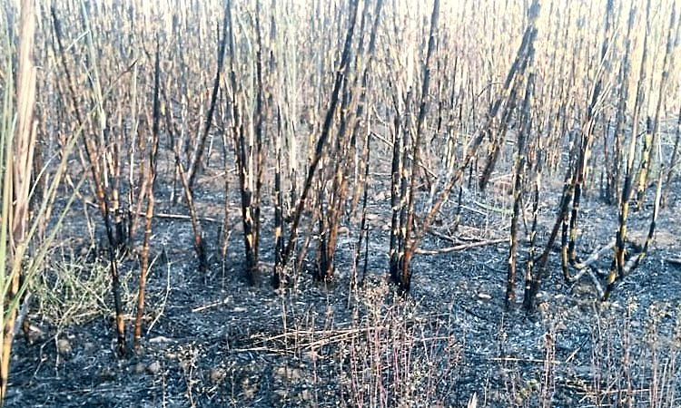 Dharwad: ಬೆಂಕಿಯ ಕೆನ್ನಾಲಿಗೆಗೆ 20 ಎಕರೆ ಕಬ್ಬಿಗೆ ಹಾನಿ: ಮಾವಿನ ಮರಗಳಿಗೂ ಹಾನಿ