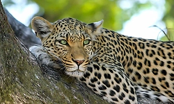 Udupi leopard menace: Cages deployed across multiple locations