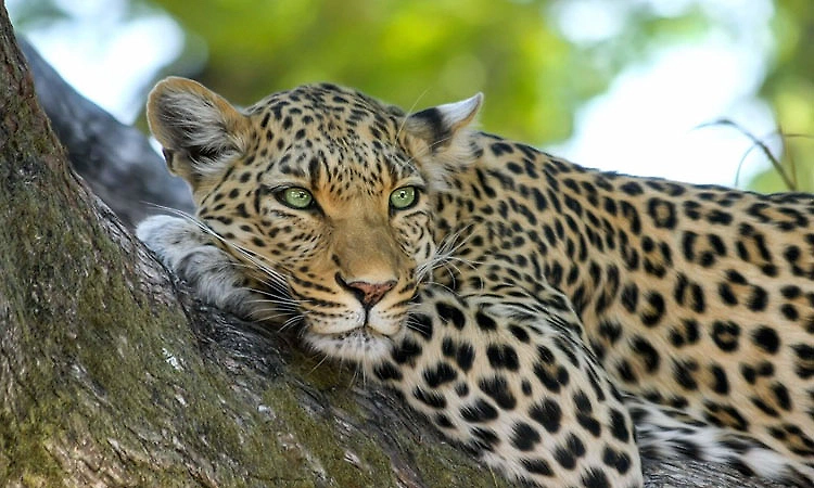 Udupi leopard menace: Cages deployed across multiple locations