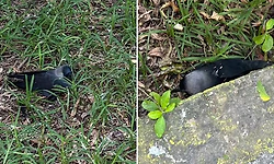 H5N1 virus detected after hundreds of crows found dead across Chennai