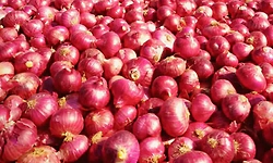 ಈರುಳ್ಳಿ ದರ ಡಿಢೀರ್‌ ಕುಸಿತ: ಕಂಗಾಲಾದ ರೈತ