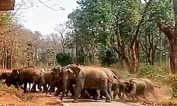 ಬೆಳಗ್ಗೆ ಕಾಡಿಗೆ; ಸಂಜೆ ಮತ್ತೆ ತೋಟಕ್ಕೆ ವಾಪಸಾದ ಕಾಡಾನೆ ಹಿಂಡು!