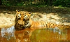 Tigress electrocuted in Karnataka
