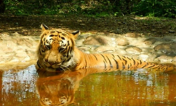 ಬನ್ನೇರುಘಟ್ಟ ಪಾರ್ಕಲ್ಲಿ ಪ್ರಾಣಿಗಳಿಗೆ ಐಸ್‌ಕ್ಯಾಂಡಿ