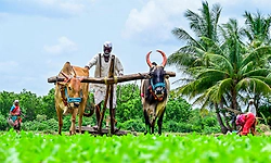 Budget:ಕೃಷಿ ಕ್ಷೇತ್ರಕ್ಕೆ ಬಂಪರ್‌ ಕೊಡುಗೆ-ಕೋಲಾರ ಪ್ರತಿ ಜಿಲ್ಲೆಯಲ್ಲೂ ರೈತ ಮಾಲ್‌ ಸ್ಥಾಪನೆ