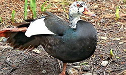 ಬಾತುಕೋಳಿ ಹೊಟ್ಟೆಯಲ್ಲಿ ಲಕ್ಷಾಂತರ ರೂ. ಮೌಲ್ಯದ ಚಿನ್ನ ಪತ್ತೆ!