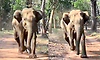 Elephant chases safari vehicle at Nagarahole, tourists record video