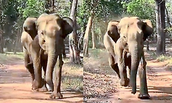 Elephant chases safari vehicle at Nagarahole, tourists record video