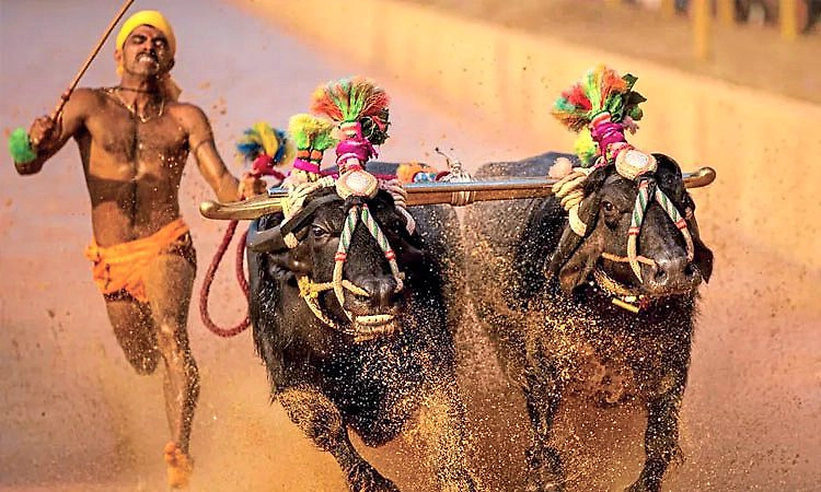 Mangaluru: ಕಂಬಳದಲ್ಲಿ ಸಮಯ ಪಾಲನೆ; ಅನುಷ್ಠಾನದಲ್ಲಿ ವಿಫಲ!