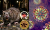 Hantavirus scare after Covid: first case reported in Switzerland