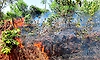 ಬಂಟಕಲ್ಲು ಪೊದಮಲೆ ಬಳಿ ಬೆಂಕಿ ಅವಘಡ